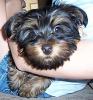 Yorkie Faces-tj-small-again.jpeg