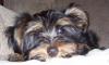 im making a yorkie wallpaper...-cute-tj.jpg