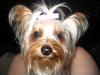 im making a yorkie wallpaper...-babyytbowsmall.jpg