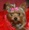 im making a yorkie wallpaper...-a7-200-x-211-.jpg