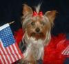 im making a yorkie wallpaper...-abby2redwhblue-200-x-184-.jpg