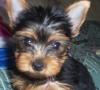 im making a yorkie wallpaper...-daisyyface8weeks.jpg