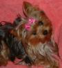 Yorkie Faces-a1-200-x-222-.jpg