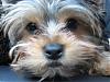 Yorkietalk family....Meet Bear.-close-up.jpg