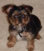 Baby Pic V.S. Most Recent Pic: Post Your Yorkie's Pic!! :D-100msd-dsc00245_dsc00245_edited-1.jpg