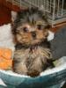 Yorkie Faces-132923_198_4.jpg