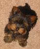 im making a yorkie wallpaper...-resized.jpg