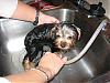 I hope they don't get me for animal cruelty-first-bath.jpg