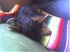 is it safe for yorkies to sleep under the covers?-izzy-sleeping.jpg