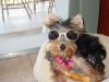 Doggles - Has your Yorkie used them?-schatzie-5-months-shades-yt.jpg