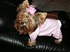 Official Puppy Fashion Show 2007-puppy-fashion-show-013107-016.jpg