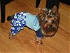 Official Puppy Fashion Show 2007-puppy-fashion-show-013107-001.jpg