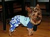 Official Puppy Fashion Show 2007-puppy-fashion-show-013107-002.jpg