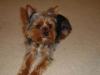 Baby Pic V.S. Most Recent Pic: Post Your Yorkie's Pic!! :D-dsc00339.jpg