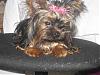 Remember The Yorkie With A Very Dark Face?-bella020107-9.jpg