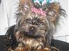 Remember The Yorkie With A Very Dark Face?-bella020107-10.jpg
