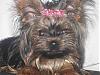 Remember The Yorkie With A Very Dark Face?-bella020107-6.jpg