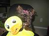 Remember The Yorkie With A Very Dark Face?-bella020107-2.jpg