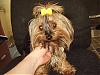 Remember The Yorkie With A Very Dark Face?-iamcassie.jpg