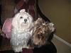 Remember The Yorkie With A Very Dark Face?-resize-ginger-lacey.jpg