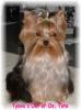 im making a yorkie wallpaper...-toto-jpeg.jpg