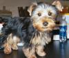 im making a yorkie wallpaper...-018_15a_0001.jpg