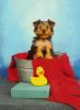 im making a yorkie wallpaper...-maximus-pail.jpg