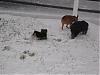 pics of Maggie's first snow..-all-3-dogs.jpg