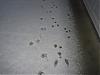 pics of Maggie's first snow..-paw-prints.jpg
