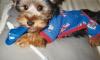 im making a yorkie wallpaper...-004_1a.jpg