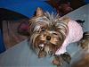 Pixie got her first sweater-pixiewed-009-600-x-450-.jpg