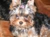 Yorkie Faces-picture-040.jpg