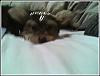 Brush Creek Kennel Investigation-160271543941_290.jpg