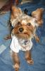 im making a yorkie wallpaper...-june05-057.jpg