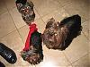 Who has 2 Yorkies from the Same Litter?-img_2164.jpg