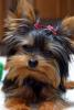 im making a yorkie wallpaper...-wallpaperpic5.jpg