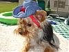 sawyer gets neutered tomorrow!-dsc08617.jpg