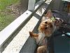 sawyer gets neutered tomorrow!-dsc08625.jpg