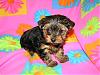 OHHH DAISY23, I think your going to want to see this !!!!!-meiahs-baby-7weeks-old-003.jpg