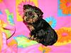 OHHH DAISY23, I think your going to want to see this !!!!!-meiahs-baby-7weeks-old-005.jpg