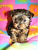 OHHH DAISY23, I think your going to want to see this !!!!!-meiahs-baby-7weeks-old-008.jpg