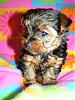 OHHH DAISY23, I think your going to want to see this !!!!!-meiahs-baby-7weeks-old-009.jpg