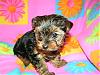 OHHH DAISY23, I think your going to want to see this !!!!!-meiahs-baby-7weeks-old-004.jpg