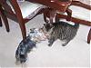 What they're kissing!-brutus-vito2-small-.jpg