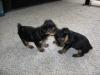 New Pictures of Red Yorkie Pup Litter 5 Weeks Old-8.jpg