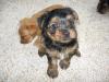 New Pictures of Red Yorkie Pup Litter 5 Weeks Old-27.jpg