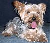 I  have a GIANT YORKIE!-johnny4pic.jpg