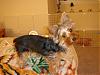 Lilo got great review from the AKC judge!!!-year-2006-16.jpg