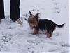 Ellies Not A Wimp....snow Pictures-p2080005.jpg