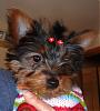 What Celebrity Does Your Yorkie Look Like?-1-29-07.jpg